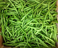 Blue Lake Bush Green Bean Seeds – Phaseolus vulgaris – Compact, Organic, Edible Beans for Home Garden & Container Planting