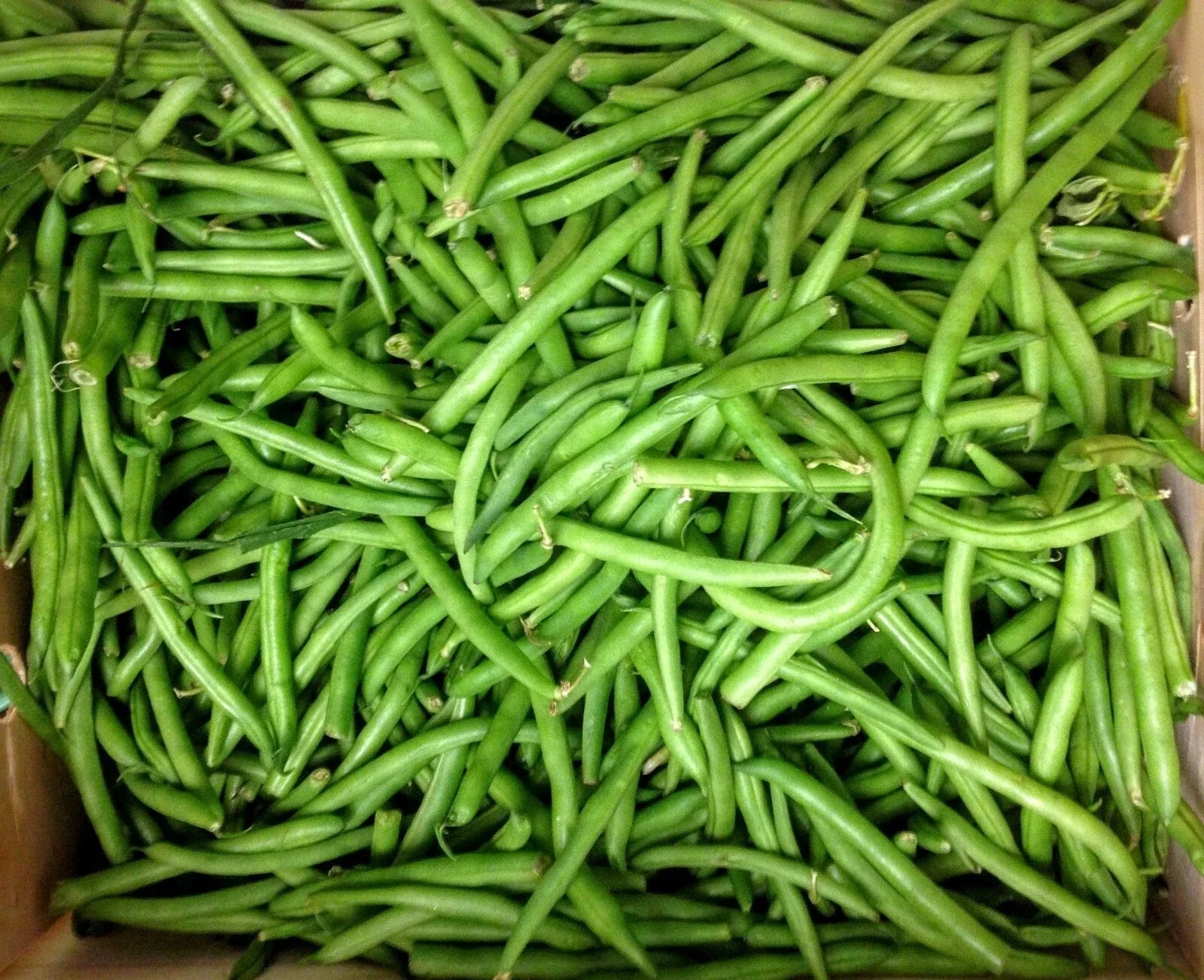 Blue Lake Bush Green Bean Seeds – Phaseolus vulgaris – Compact, Organic, Edible Beans for Home Garden & Container Planting