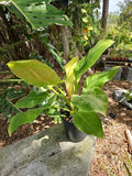 XL Philodendron Moonlight Plant - 6" Pot, Bright Neon Green Foliage, Indoor Outdoor, Philodendron 'Moonlight'