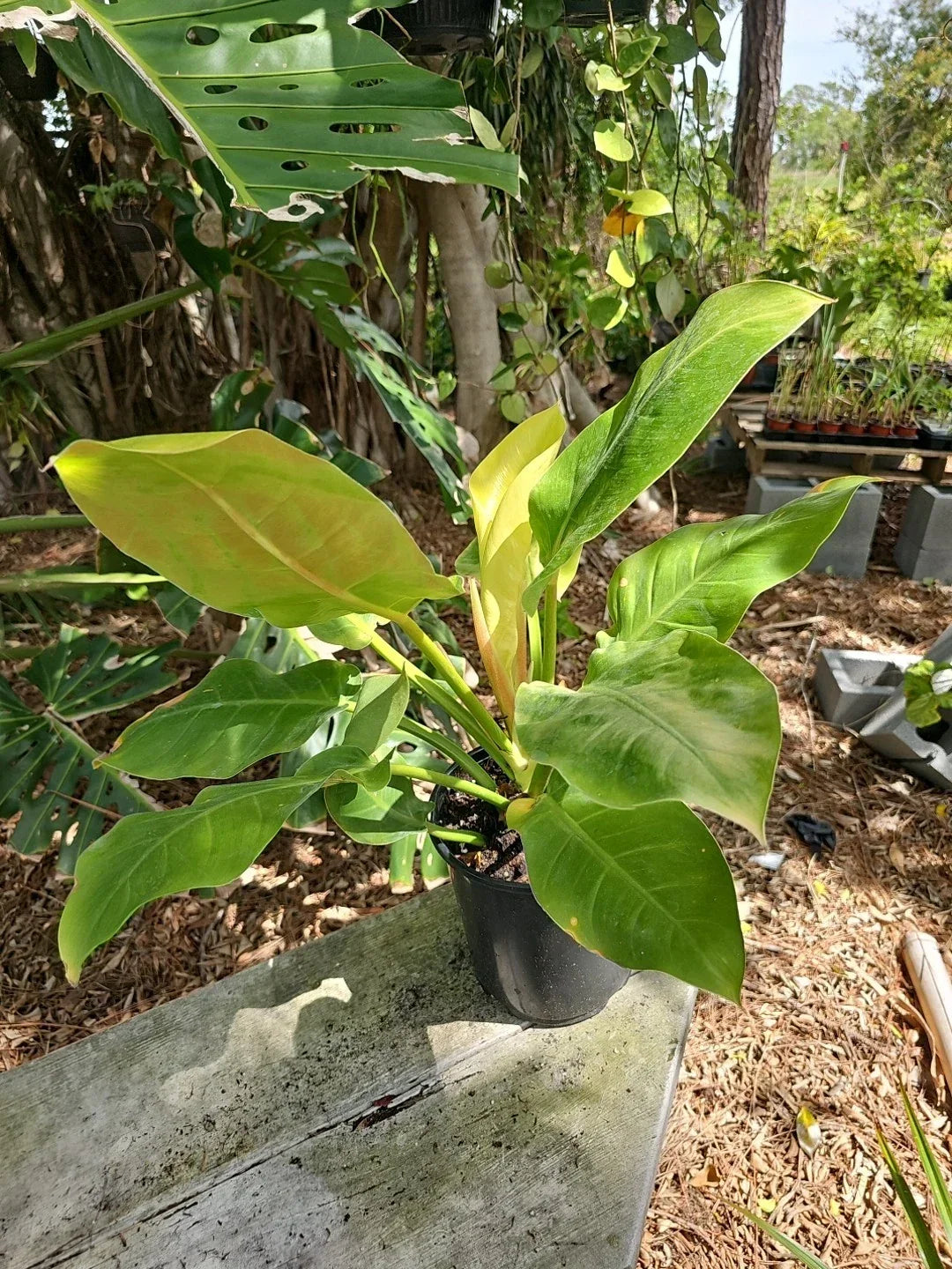 XL Philodendron Moonlight Plant - 6" Pot, Bright Neon Green Foliage, Indoor Outdoor, Philodendron 'Moonlight'