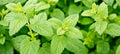 Lemon Balm Seeds Heirloom Melissa officinalis Citrus Aroma Natural Mosquito Repellent 100-5000 Pack