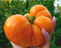 Amana Orange Tomato Seeds – Heirloom Organic Non-GMO, Solanum lycopersicum, Rare Orange Tomato, 30+ Seeds for Home Garden & Container