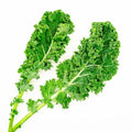 Dwarf Siberian Cabbage Seeds - 500+ Non-GMO Brassica oleracea for Garden, Container, Indoor & Outdoor Planting