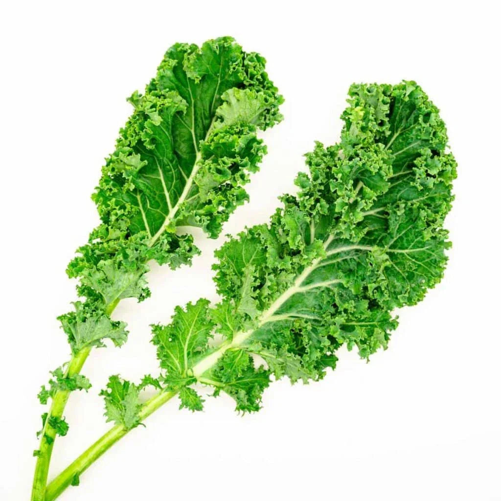 Dwarf Siberian Cabbage Seeds - 500+ Non-GMO Brassica oleracea for Garden, Container, Indoor & Outdoor Planting