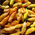 Sugar Rush Peach Sweet Pepper Seeds - 25+ Pack, Non-GMO, Heirloom, Capsicum annuum, Vegetable Seeds for Garden or Containers