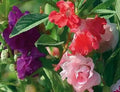 Balsam Impatiens Seeds - Tom Thumb, Vibrant Garden Flower Seeds, Impatiens balsamina, Easy to Grow, Annual, Bright Blooms