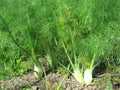Florence Fennel Herb Seeds 50 Pack – Edible Bulb & Leaf Variety Foeniculum vulgare var. dulce for Culinary Gardening