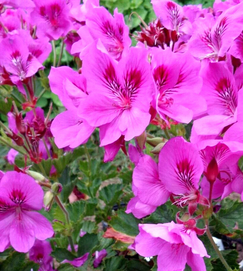 Pelargonium Cuttings 3x 6" Purple Pink Regal Geranium Live Plants, Indoor & Outdoor, Easy Care, Pollinator Attracting
