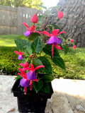 Blue Eyes Fuchsia Live Plant - 3-Inch Pot, Fuchsia magellanica, Vibrant Blue and Purple Flowers, Pollinator Attracting, Shaded Areas