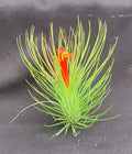 Tillandsia andreana Air Plant - Shaving Brush Variety, Low Maintenance Indoor Plant