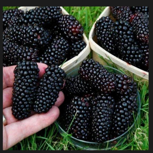 Giant Blackberry Cuttings - 5 Rooting Propagation Cuttings - Rubus fruticosus - Juicy Blackberries for Home Garden