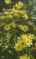 4-Inch Live Big Bang™ Full Moon Yellow Blossom Plant - Long Blooming Coreopsis grandiflora