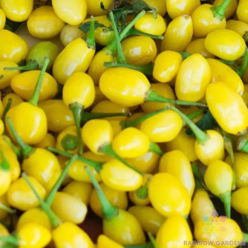 Cumari do Para Hot Pepper Seeds - Capsicum chinense, 25+ Seeds for Garden Planting, Spicy Peppers, Full Sun, Non-GMO