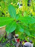 Tropical Almond Live Plant 7-12 Inch Terminalia catappa Green Foliage Indoor Outdoor Tropical Tree