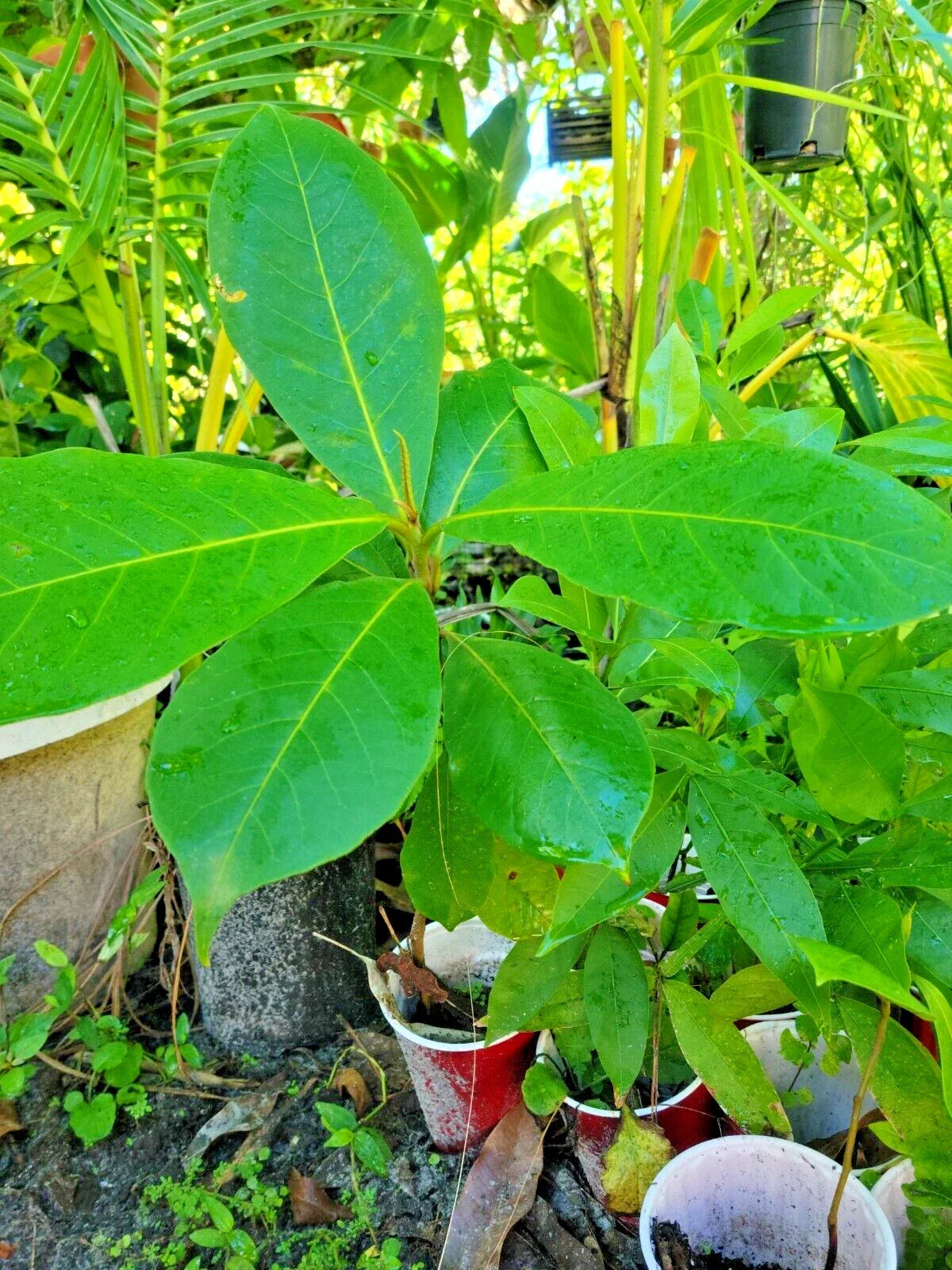 Tropical Almond Live Plant 7-12 Inch Terminalia catappa Green Foliage Indoor Outdoor Tropical Tree