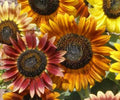 Sunflower Seeds 50+ Autumn Beauty Mix Helianthus annuus, Attracts Bees & Birds, Tall Annual Garden Seeds