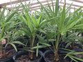 Cold Hardy Windmill Palm Tree - 22-24 Inch Trachycarpus Fortunei Outdoor Tropical Plant Potted