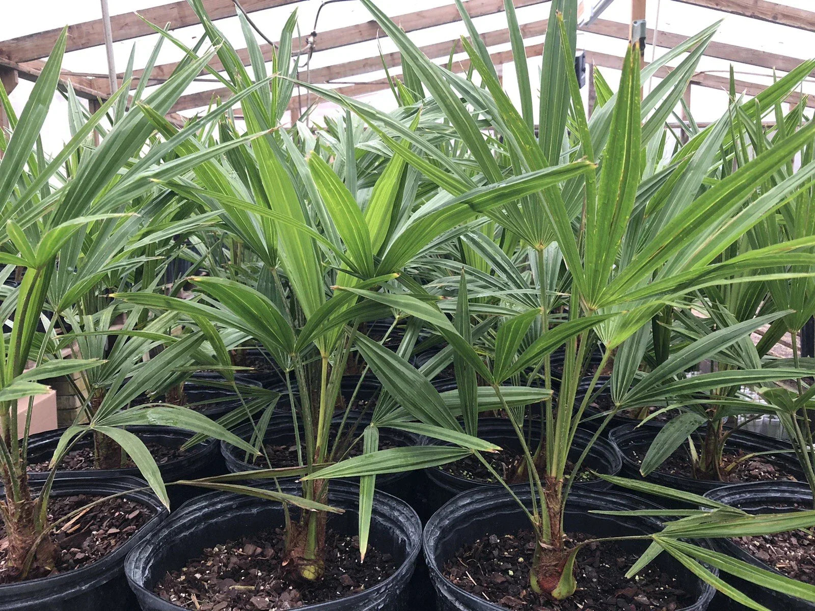 Cold Hardy Windmill Palm Tree - 22-24 Inch Trachycarpus Fortunei Outdoor Tropical Plant Potted