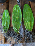 Live Eastern Prickly Pear Cactus Plants – 3 Rooted Pads – Opuntia Humifusa – Succulent Garden, Drought-Resistant, Edible Fruit