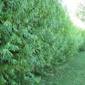 Hybrid Aussie Willow Trees - 5 Foot Tall Fast Growing Salix x for Landscaping and Garden Planting