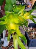 Rooted Yellow Dragon Fruit Cutting - 8-10 Inch Israeli Pitaya - Hylocereus megalanthus Exotic Fruit Plant for Garden or Pots