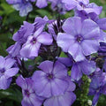 Phlox Seeds - Beauty Blue Variety - Non-GMO Perennial Flower Seeds - Phlox divaricata for Garden Beds & Borders