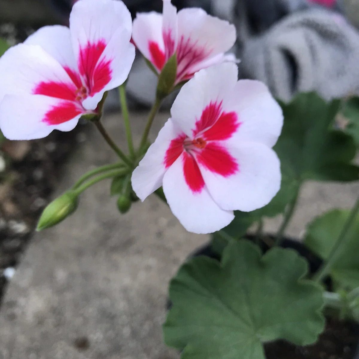 Rare Red & White Pelargonium Zonal Geranium Live Plant in Gallon Pot – Indoor & Outdoor Flowering Plant Pelargonium x hortorum
