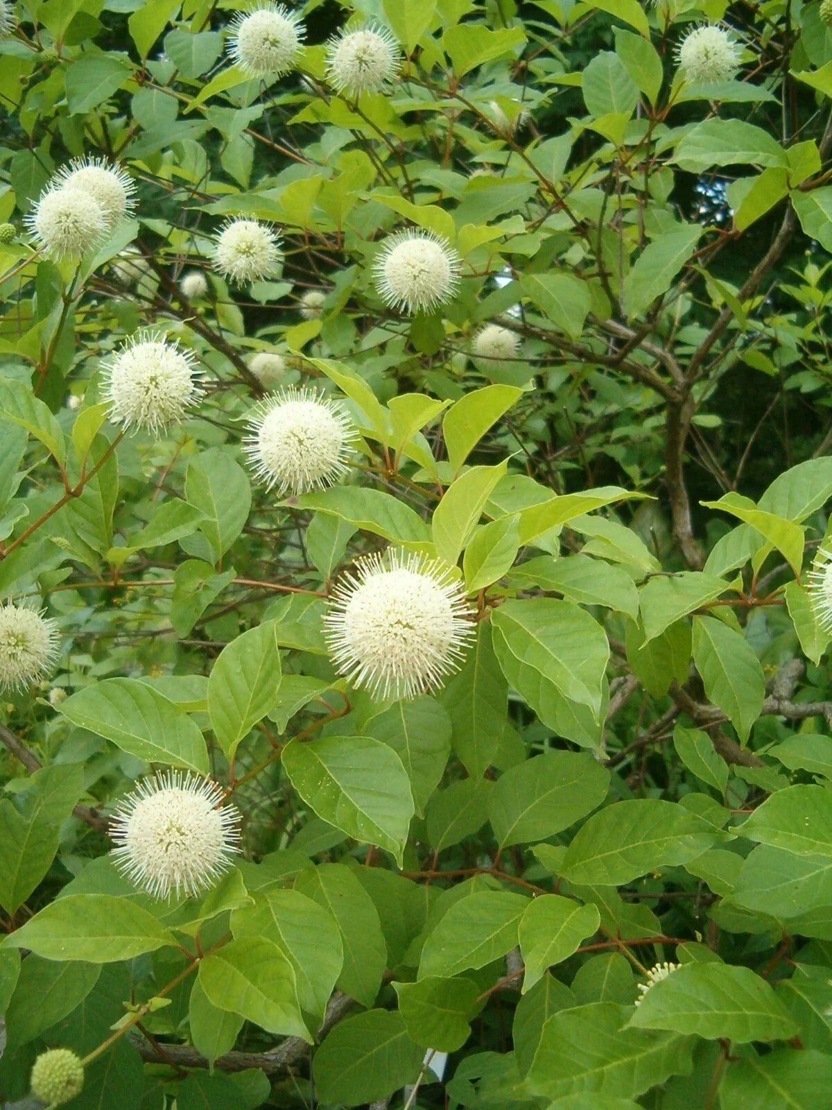 Buttonbush Seeds - Honeyball Shrub - Cephalanthus occidentalis - 70 Seeds for Wetland Gardens and Pollinator Attraction