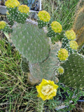 Opuntia Megasperma Var. Orientalis - Galapagos Cactus with Colored Flowers