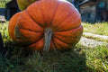 Big Moon Pumpkin Seeds - 25+ Heirloom Cucurbita maxima for Garden Planting, Vining, Non-GMO, USA, Free Shipping
