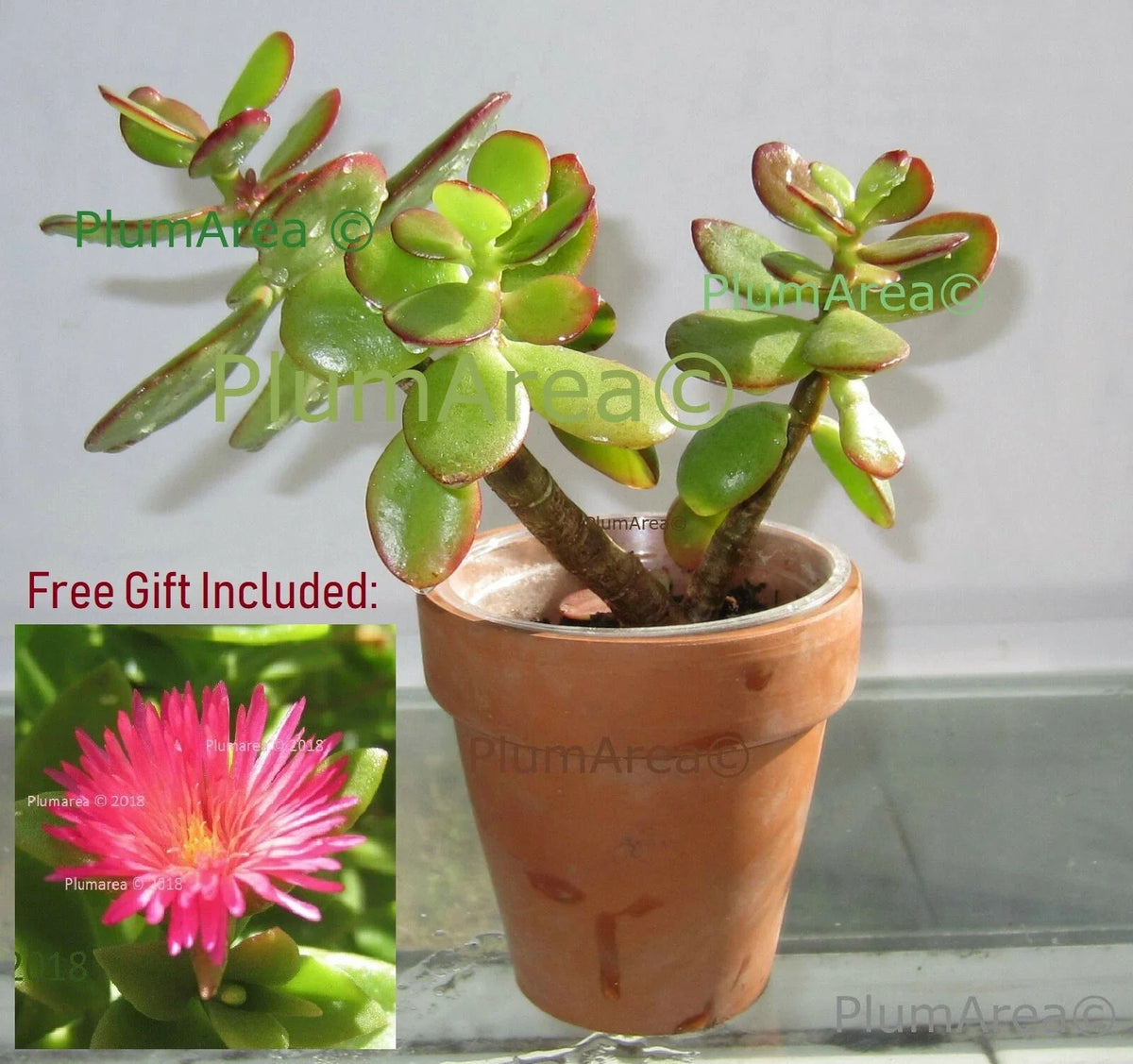 Rooted 4'' Jade Plant Succulent - Crassula Ovata - Indoor Drought Resistant Houseplant