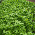 Curled Cress Seeds Non-GMO Peppergrass Herb for Salads and Garnishes, Lepidium sativum, Various Sizes