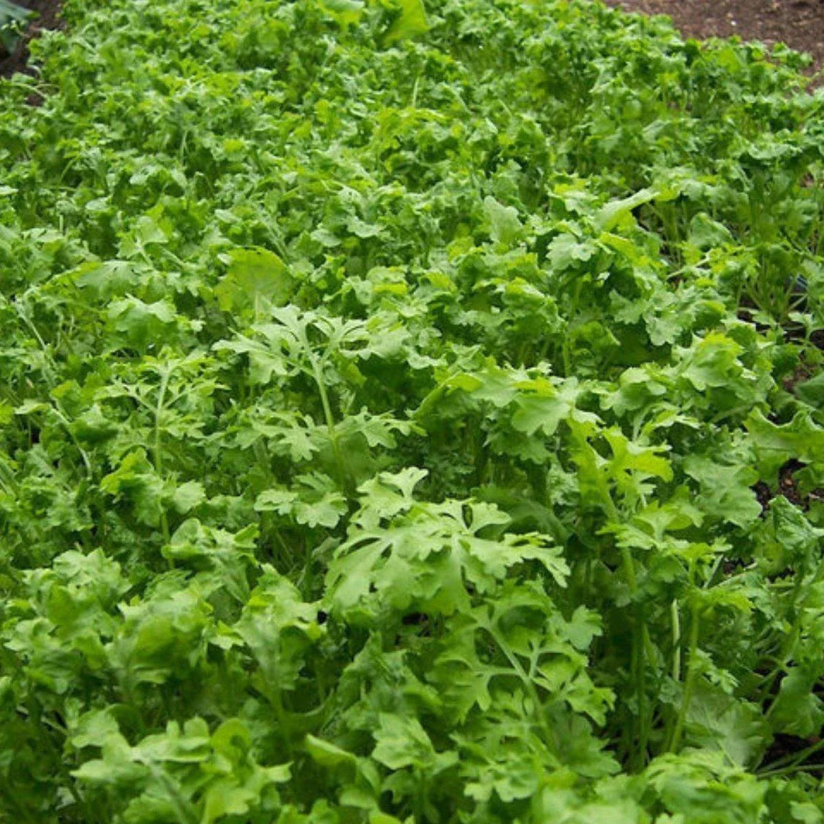 Curled Cress Seeds Non-GMO Peppergrass Herb for Salads and Garnishes, Lepidium sativum, Various Sizes