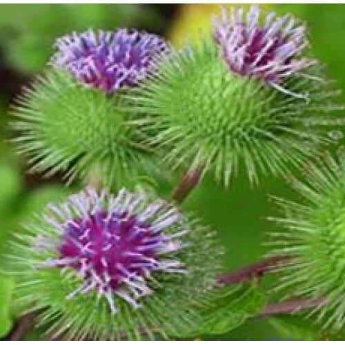 Organic Burdock Seeds - Articum lappa Biennial Herb for Medicinal & Culinary Use, 100 Seeds