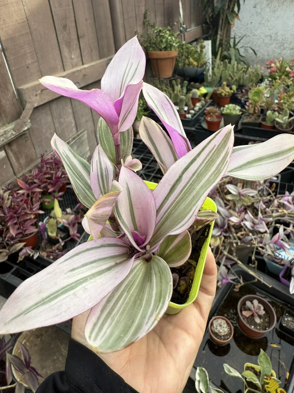 Trandescantia Nanouk Potted Plant - Bubble Gum Variegated Indoor Houseplant - Easy Care Trailing Foliage