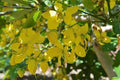 Golden Rain Tree Seeds - 20 Count Koelreuteria paniculata Yellow Flowering Ornamental Tree Seeds