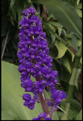 Hawaiian Blue Ginger Roots 1 Pack - Dichorisandra thyrsiflora, Tropical Garden Plant, Blue Flowers, Indoor & Outdoor