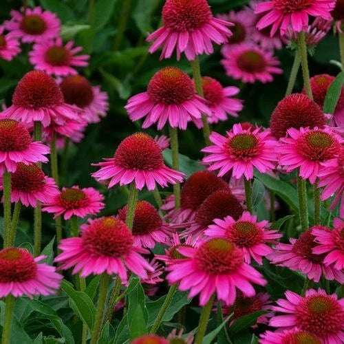 Candy Coneflower Seeds - Echinacea purpurea Perennial Flower for Garden Beds - Vibrant Multi-Color Blooms, Attracts Pollinators