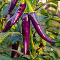 Purple Cayenne Pepper Seeds – Organic Non-GMO Heirloom Capsicum annuum for Spicy Cooking & Garden Growth