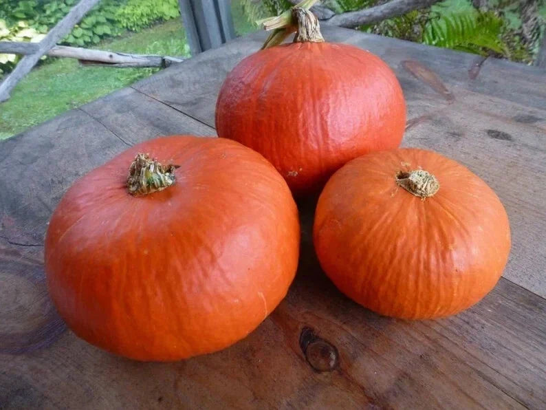 Organic Red Kuri Squash Seeds – 10 Pack, Cucurbita maxima, Non-GMO, Heirloom, Full Sun, Vegetable Gardening, USA Grown