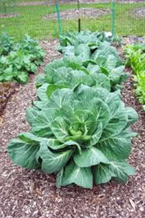Collard Greens Seeds Vates Heirloom Non-GMO 1000 Brassica oleracea Greens for Gardening