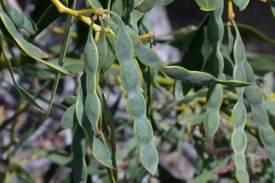 Acacia Saligna Seeds - Golden Wreath Wattle Tree - 25 Seeds - Native Australian Plant - Fast-Growing, Drought-Tolerant, Pollinator Attractant