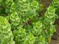 Bells of Ireland Seeds, Green Flower, Moluccella laevis, Non-GMO, Fast Germinating, Over 150 Seeds, Garden, Cut Flower, Annual