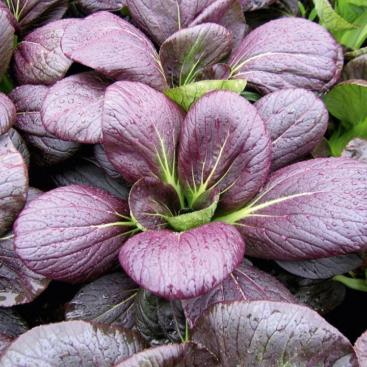 Pak Choi Seeds - Red Tatsoi Brassica rapa Hybrid Vegetable Seeds for Stir-Fries & Salads, 20 Non-GMO