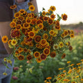 Persian Carpet Zinnia Seeds - Organic Mix for Bright Colorful Flowers - Zinnia elegans - 200 Seeds, Annual Garden Flowers