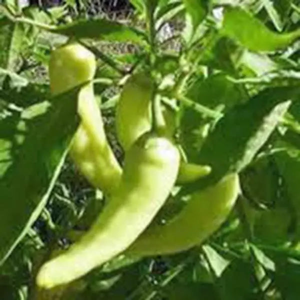 Sweet Banana Pepper Seeds - Heirloom Non-GMO Capsicum annuum, 500 Pack for Garden, Salad, Salsas, and Grilling