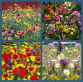 Wildflower Mix Seeds - 500+ Heirloom Non-GMO Perennials & Annuals for Pollinators and Hummingbirds