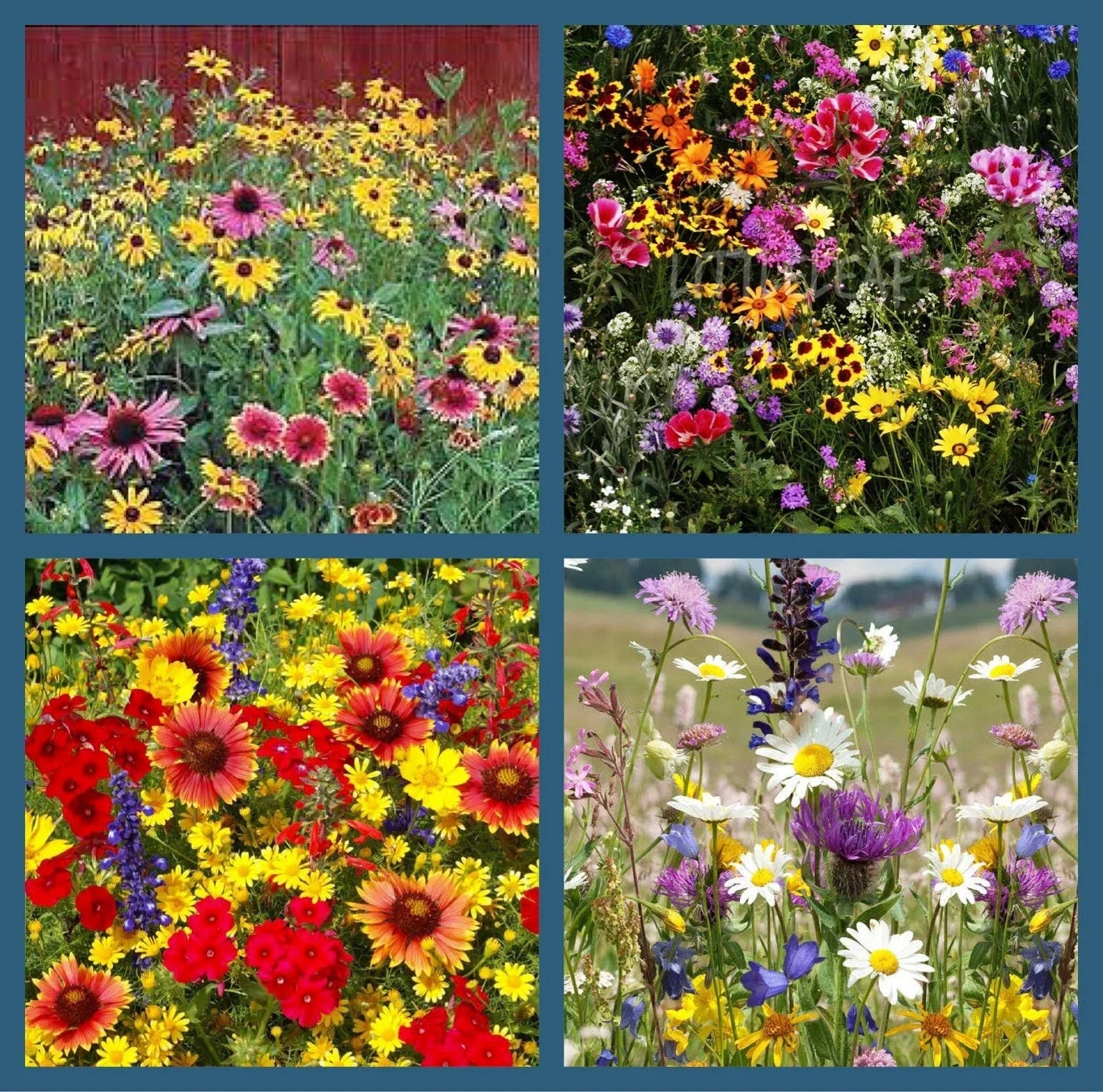 Wildflower Mix Seeds - 500+ Heirloom Non-GMO Perennials & Annuals for Pollinators and Hummingbirds
