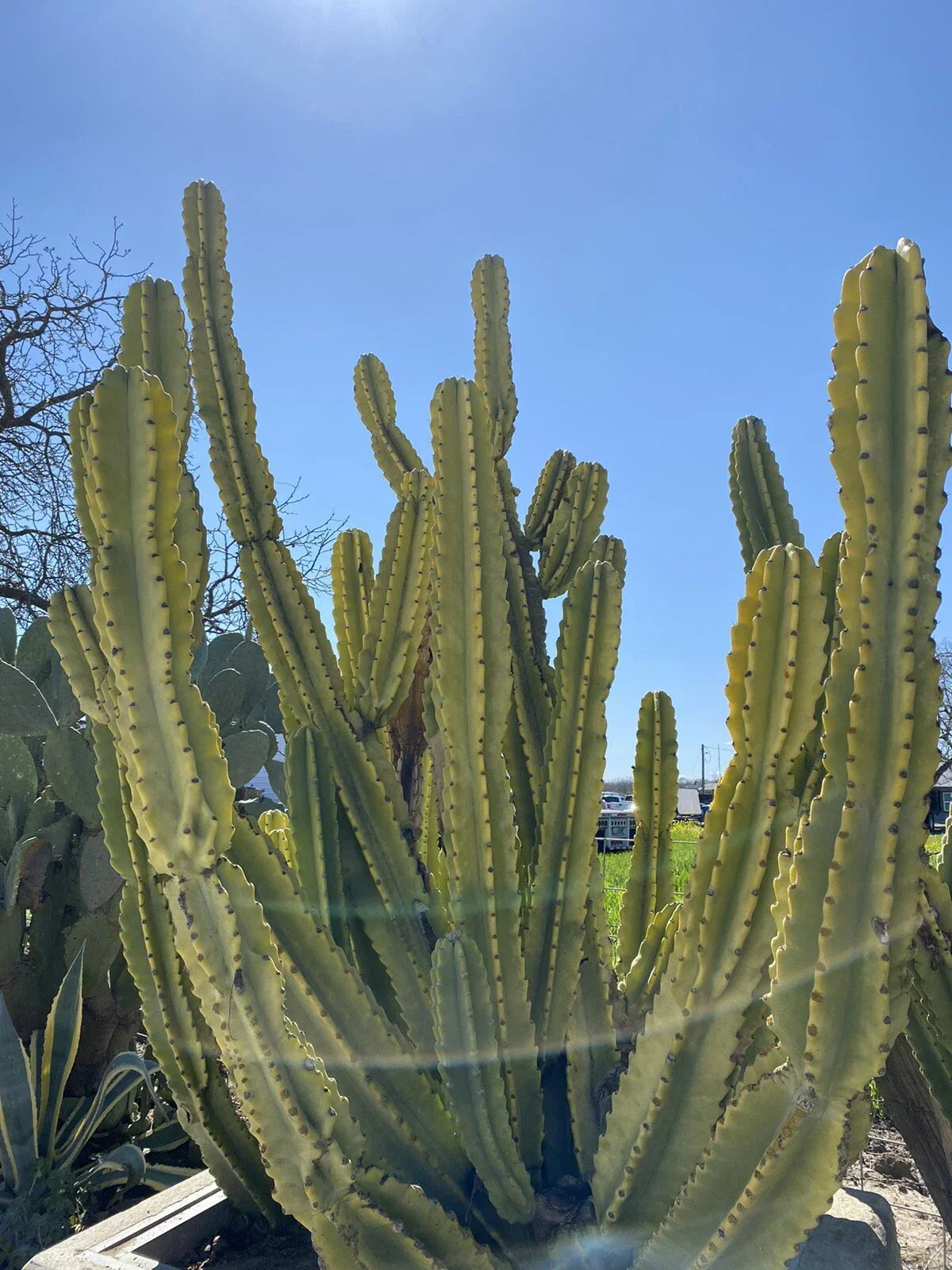 Cereus Repandus Cactus Cutting - Edible 10 Inch, Tropical Succulent Plant for Indoor Garden, Drought Tolerant, Columnar Growth