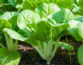 Pechay Seeds 500+ Non-GMO Chinese Cabbage Pak Choi Brassica rapa for Home Gardening and Urban Farming